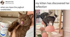 two pictures with cats on top of each other and one has a cup in front of it