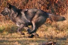 a wolf is running through the grass and brush