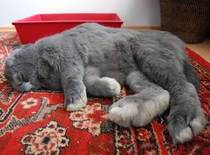 a gray cat laying on top of a red rug