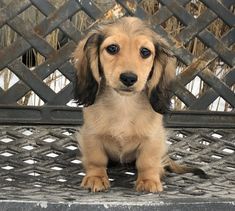 a brown and black dog sitting on top of a metal bench