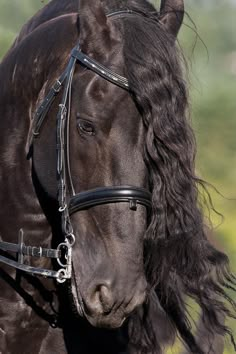 a close up of a horse wearing a bridle with long hair on it's head