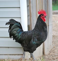 a black and red rooster standing in front of a house next to a white door