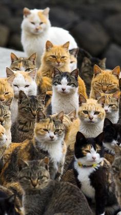 a large group of cats sitting next to each other