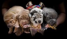 three puppies are being held by a person wearing gold chains and holding them in their hands