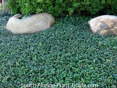 two large rocks sitting in the middle of a garden