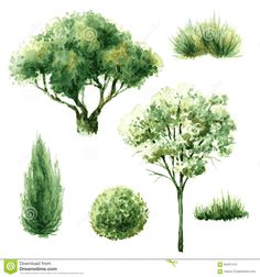 watercolor trees and bushes set on white background stock photo - image 349874