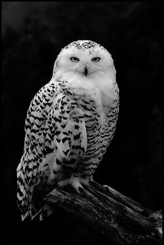 black and white photograph of an owl sitting on a branch with its eyes open, looking at the camera