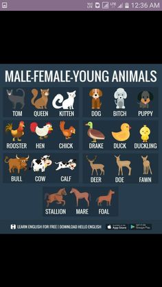 an animal chart with different types of animals