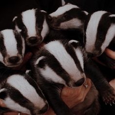 a person holding several badgers in their hands