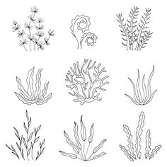 the different types of seaweed are drawn in black and white on a white background