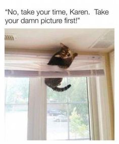 a cat sitting on top of a window sill with the caption'no, take your time, karen, take your damn picture first '