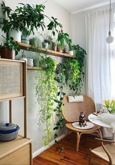 the room is decorated with plants and wicker furniture