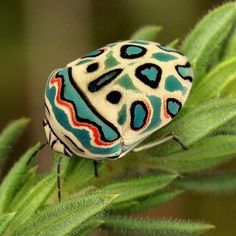 a colorful bug sitting on top of a green plant