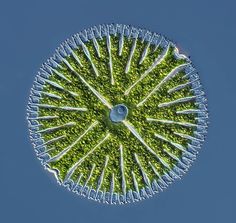 an upside down view of a green object in the air with blue sky behind it