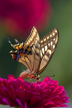 two butterflies sitting on top of a pink flower