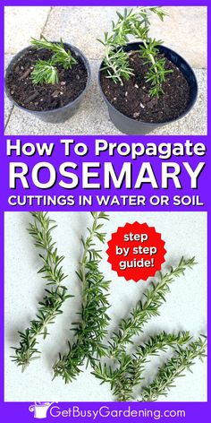 5 sprigs of rosemary on a counter under a photo of 2 potted rosemary plants in soil Rosemary Growing, Herbs For Beginners, Dyi Garden, Rosemary Plants