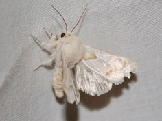 a white moth sitting on top of a white cloth