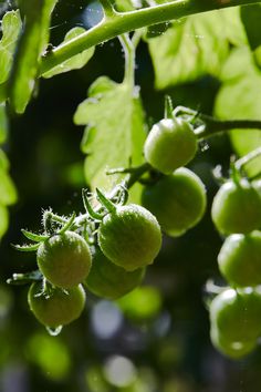 some green fruits hanging from a tree branch