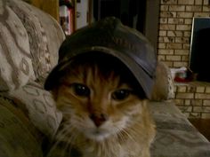 an orange and white cat wearing a hat on top of it's head, sitting on a couch