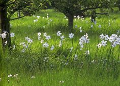 some white flowers and trees in the grass