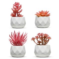 four different types of succulents in white pots on a white background,