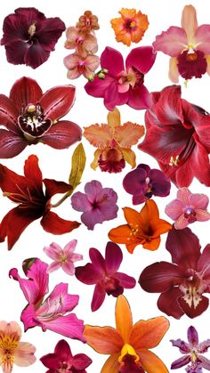 many different types of flowers on a white background, including red and orange orchids