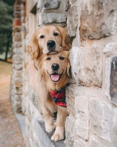 two golden retriever dogs standing next to each other near a brick wall and looking at the camera