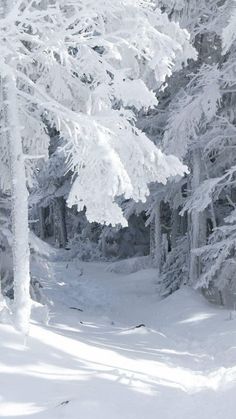 a man riding skis down a snow covered slope next to tall pine tree's