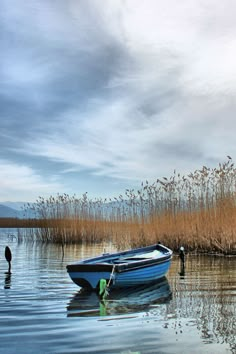 a small blue boat floating on top of a lake next to tall grass and reeds