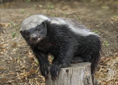 a black and white animal sitting on top of a wooden post