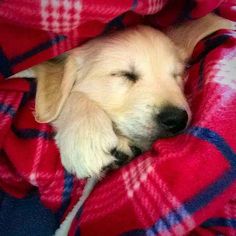 a dog is sleeping on a red and blue blanket