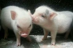 two small white pigs standing next to each other