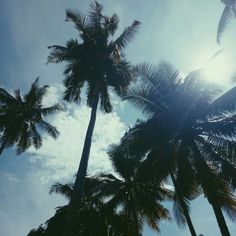 the sun shines through palm trees on a sunny day