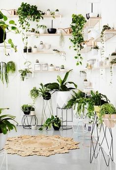 a room filled with lots of plants and potted plants on shelves above the area rug