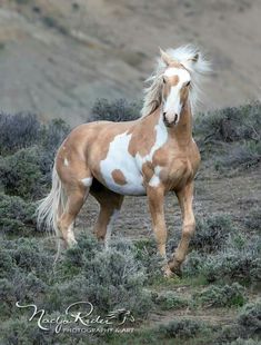 a brown and white horse standing on top of a grass covered field next to bushes