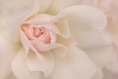 a close up view of a pink and white flower