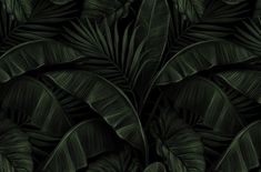 an image of green leaves in the dark night time wallpaper mural design by wallstuffs