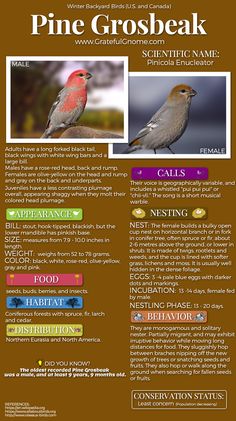 a flyer for a bird sanctuary with two birds on it and the words pine grosbeak