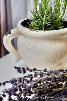 a potted plant sitting on top of a table next to some lavender flowers and leaves