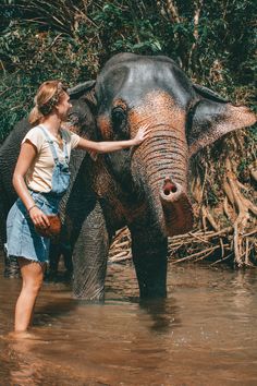 A photo of a human being bathing an elephant Things To Do In Phuket, Elephant Sketch, Thailand Elephants, Fall Drawings, Volunteer Travel, Green Elephant, Instagram Illustration, Elephant Sanctuary, Park Photos