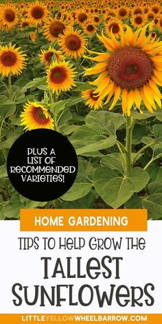 a field full of sunflowers with the title home gardening tips to help grow the tallest sunflowers