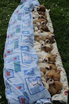 four puppies are laying on a blanket in the grass