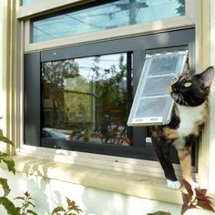 a cat standing on the ledge of a window