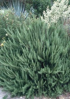 a bush with lots of green leaves in front of some bushes