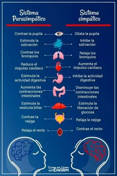 the anatomy of the human head and neck