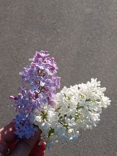 a hand holding a bunch of purple and white flowers