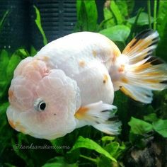 a white fish with yellow and black markings on it's head is swimming in an aquarium