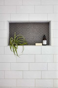 an air plant in a window sill on a white tiled wall