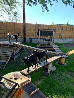 two black dogs standing on top of a wooden bench in a yard next to a fence