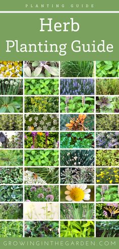 Herbal Medicine Garden Herbal Design, Herb Planting, Medicinal Flowers, Planting Dates, Farm Plants, Herbs Growing, Medicine Garden, Gardening Herbs, Gardening Tricks